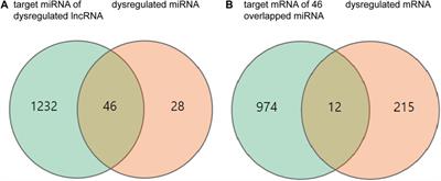 Evaluation of the lncRNA-miRNA-mRNA ceRNA network in lungs of miR-147 −/− mice